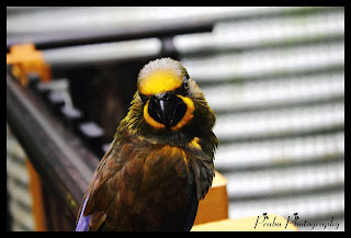 சிங்கப்பூர் பறவைகள் பூங்கா புகைப்படங்கள் -(BIRD PARK SINGAPORE) -Part-2 Birds park singapore-post-2 (9)